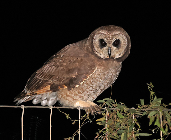 Marsh Owl